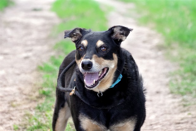 Maverick - Male - Australian Kelpie-Mix