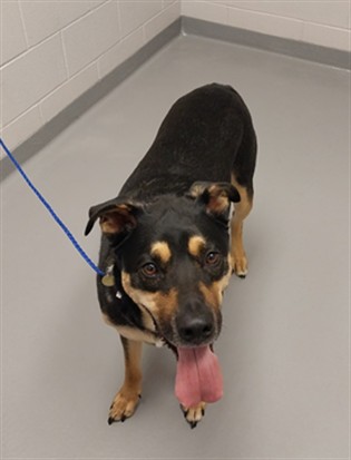 King - Male - German Shepherd-Mix