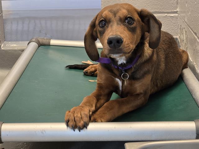 Coquito - Male - Nonspecific