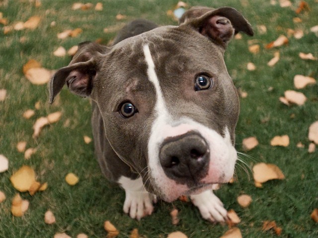 Onyx - Female - Staffordshire Bull Terrier-Pit Bull