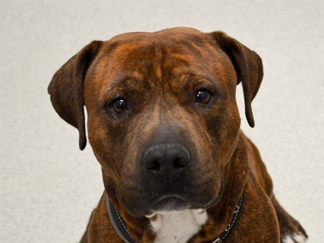 Matho - Male - Pit Bull