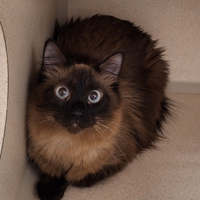  - Female - Domestic SH