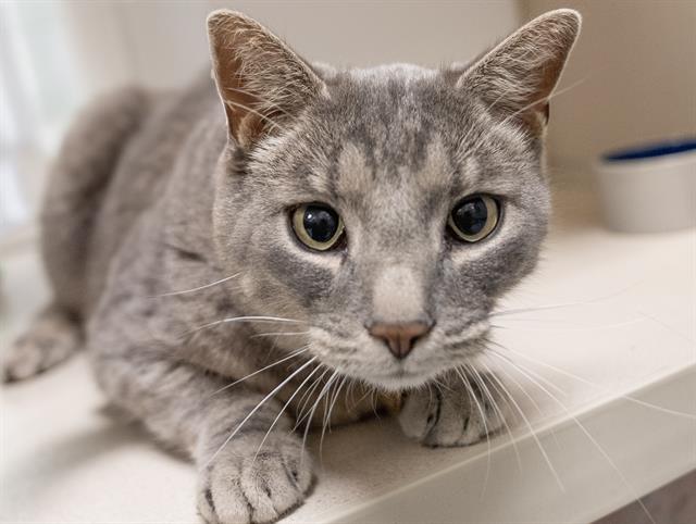 Jubal Lee - Male - Domestic SH
