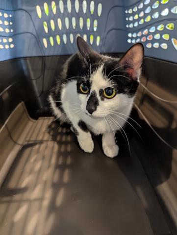  - Female - Domestic SH