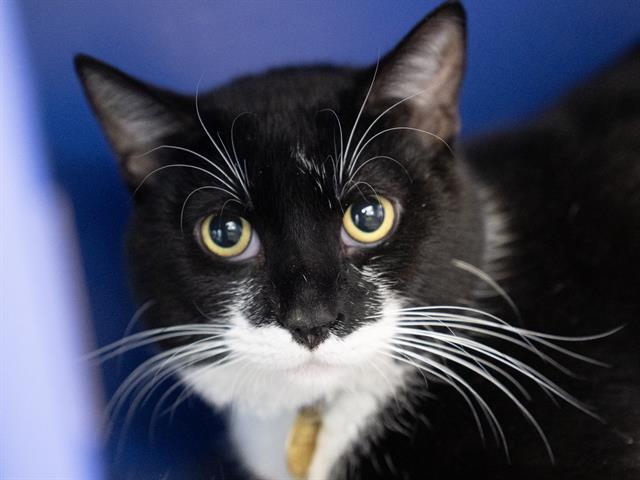 Bean - Male - Domestic SH