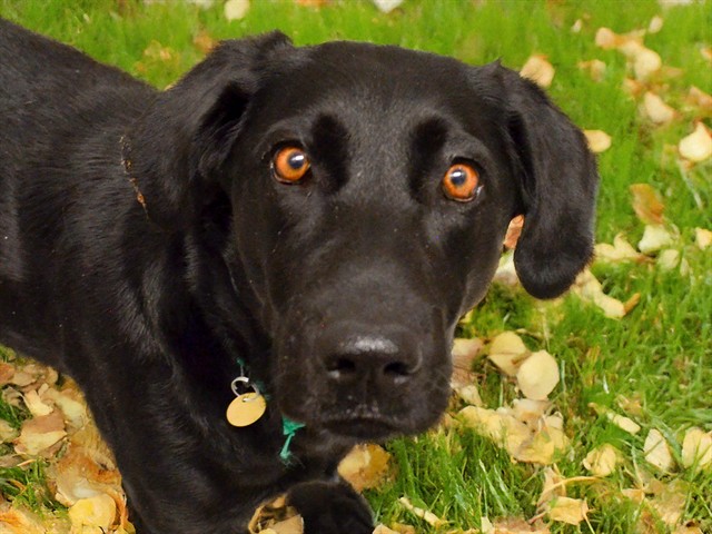 Diamond - Female - Labrador Retriever