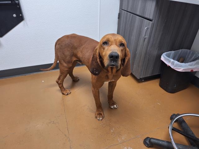  - Male - Redbon Conhound