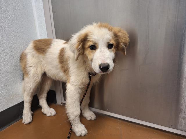 Guapo - Male - Great Pyrenees-Anatolian