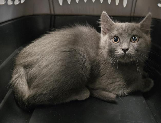  - Female - Domestic LH