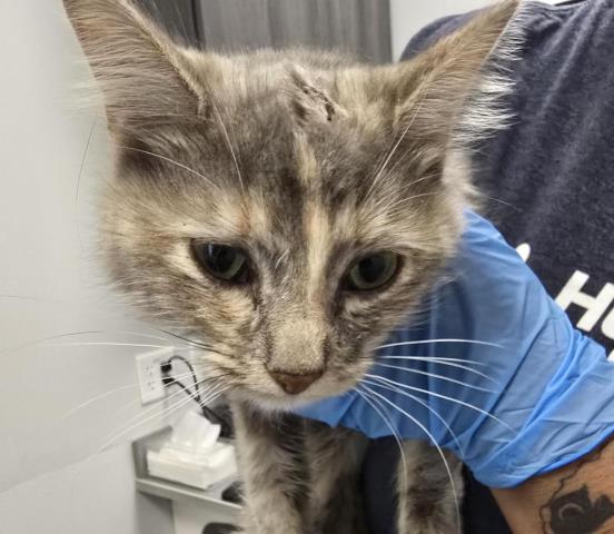  - Female - Domestic LH