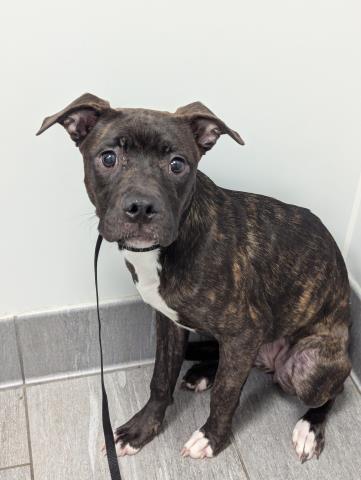 Princess - Female - Pit Bull-Mix