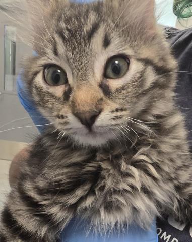  - Female - Domestic SH