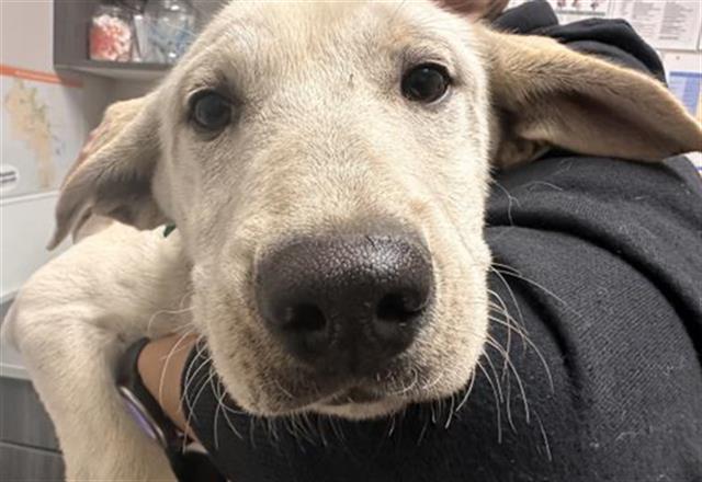 Casper - Female - Nonspecific