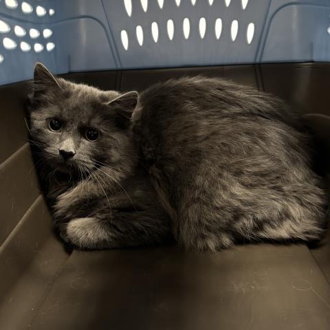 Meatball - Male - Domestic LH