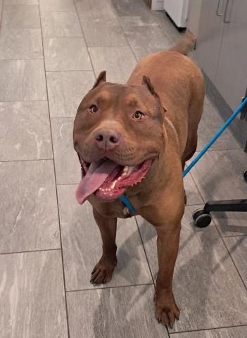 Ganache - Male - Mastiff-Mix