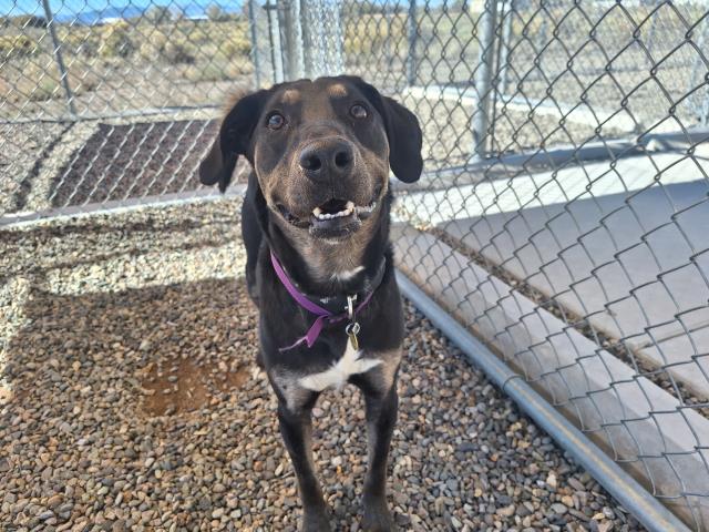Levi - Male - Nonspecific