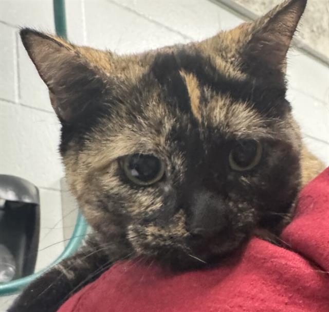 Lily - Female - Domestic SH