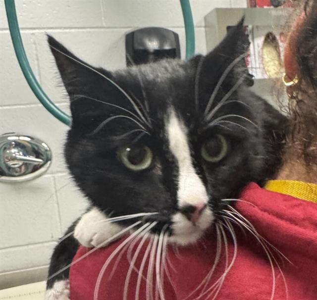 Rowdy - Male - Domestic SH