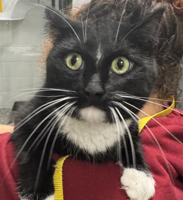 Flossy - Female - Domestic SH