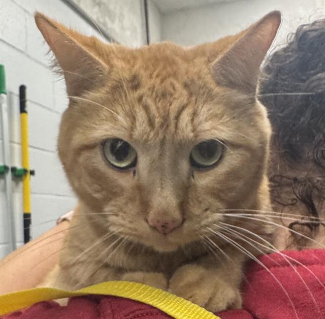 Scamp - Female - Domestic SH