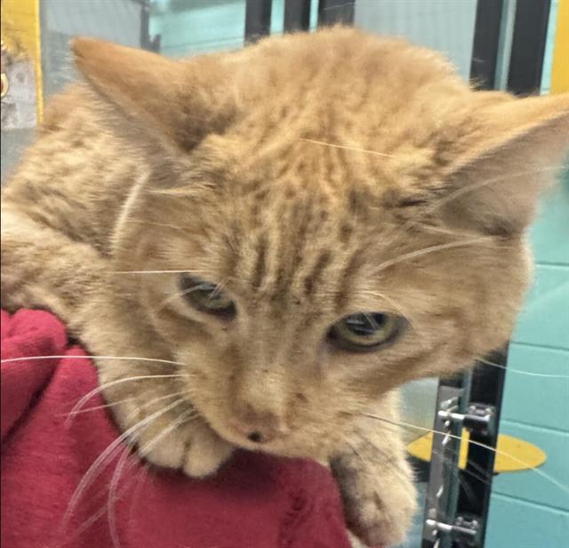 Goldie - Female - Domestic SH