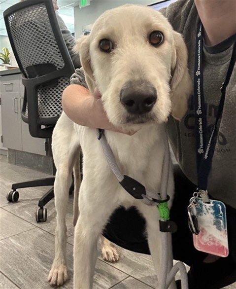 Sky - Female - Labrador Retriever-Mix