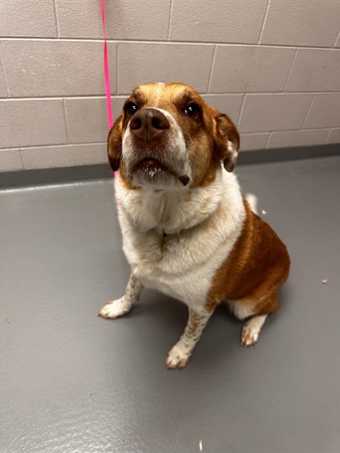 Shatzi - Female - Australian Shepherd-Bernese Mountain Dog