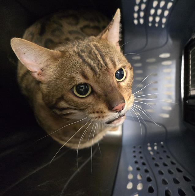 Lightning - Male - Bengal