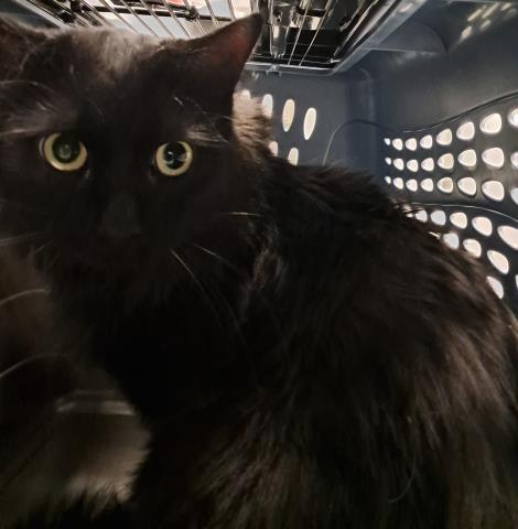 Espresso - Male - Domestic LH