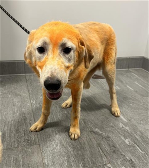 Zuvas - Male - Labrador Retriever