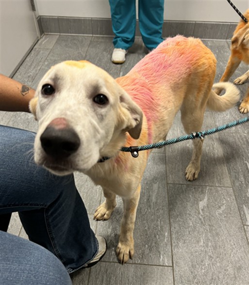 Pinky - Male - Labrador Retriever
