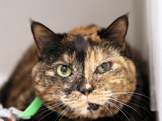 Cammo - Female - Domestic SH