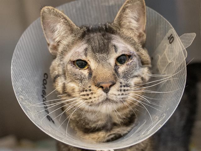 Ash - Male - Domestic SH