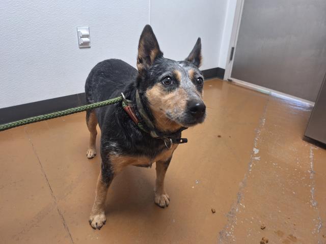 Alfreda - Female - Australian Cattle Dog