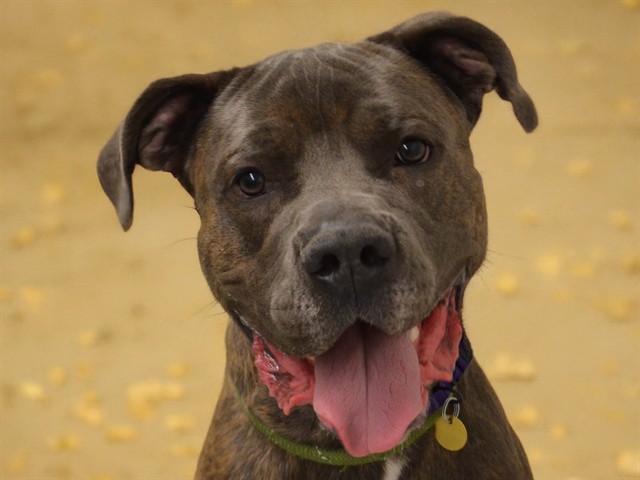 Polo - Male - Cane Corso-Pit Bull