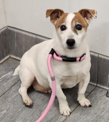 Kilo - Male - Jack Russell Terrier