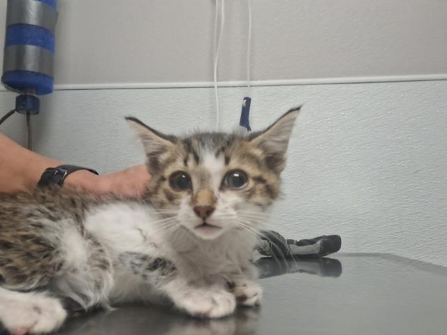  - Male - Domestic SH