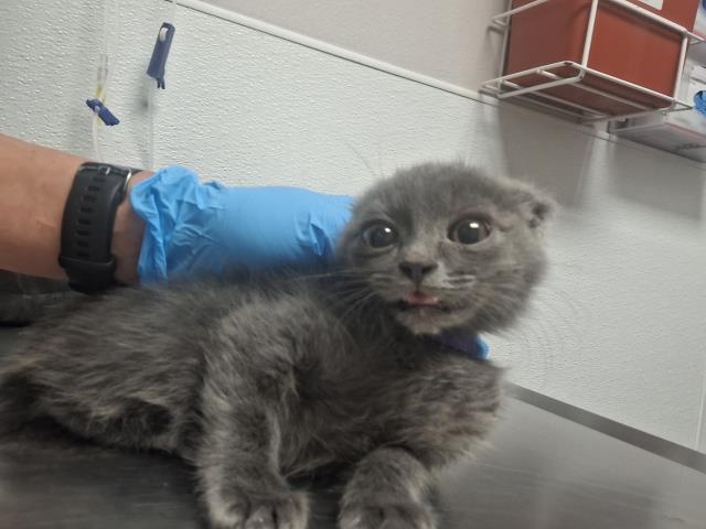  - Male - Domestic SH