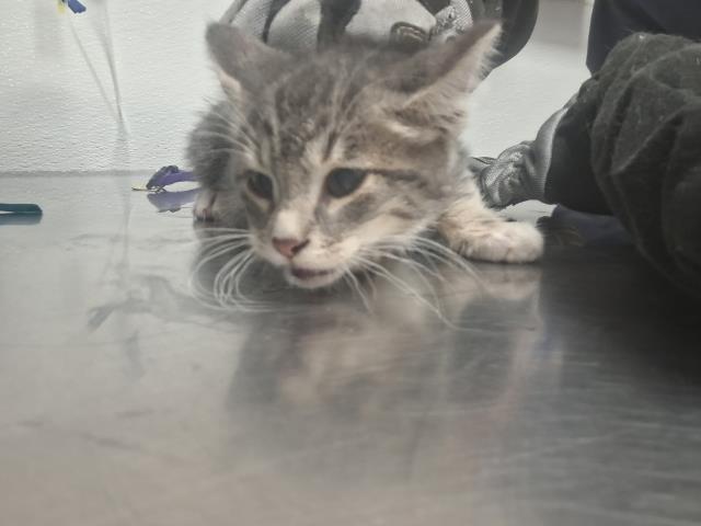  - Male - Domestic SH