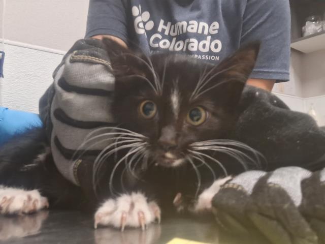  - Male - Domestic SH