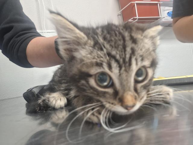  - Male - Domestic SH