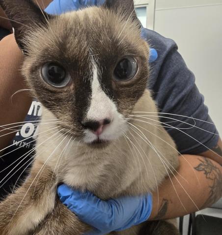  - Female - Snowshoe
