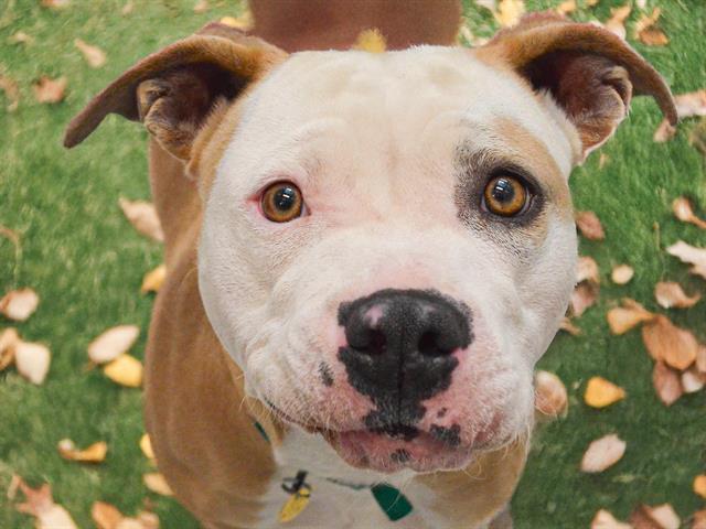 Lola - Female - Pit Bull