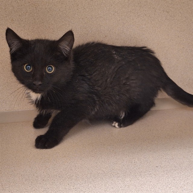  - Male - Domestic MH