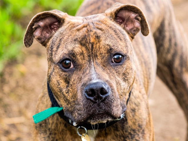 Daisy - Female - Pit Bull