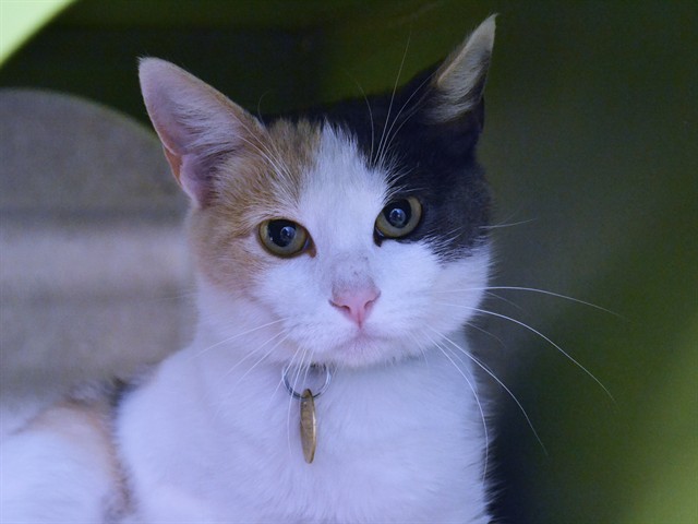 Sabrina - Female - Domestic SH