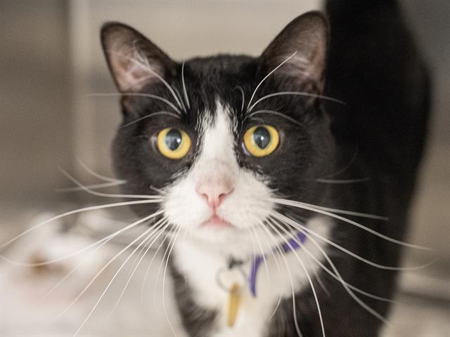 Blink - Male - Domestic SH