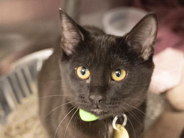 Jasnah - Female - Domestic SH