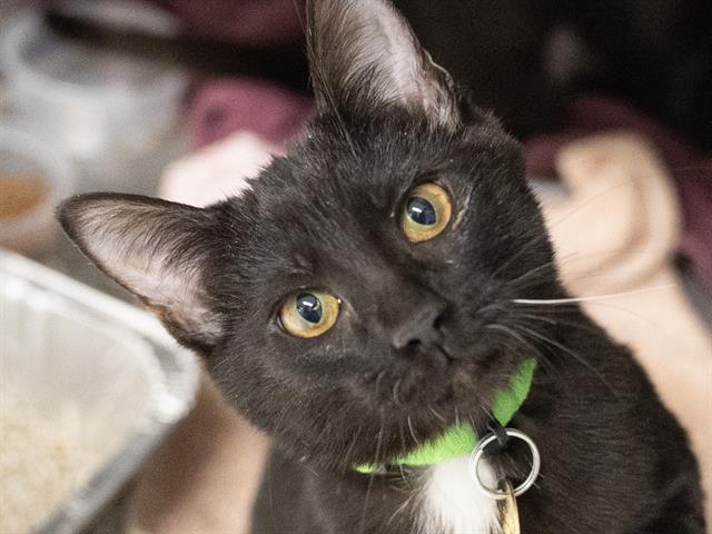 Shallan - Female - Domestic SH