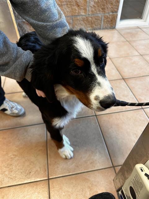 Butterscotch - Female - Bernese Mountain Dog